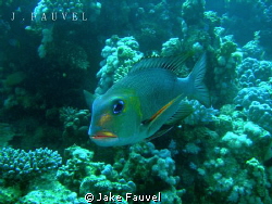 I took this on my third dive in Egypt, a beautiful lookin... by Jake Fauvel 